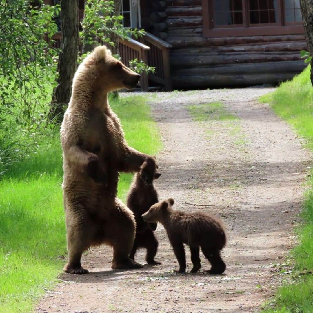 アメリカ内務省さんのインスタグラム写真 - (アメリカ内務省Instagram)「Spread the word, the bears are back in town. 🐻🐻🐻 In the few last weeks, brown #bears at Katmai National Park & Preserve in #Alaska have started to return to Brooks Falls. The salmon are running and hungry bears and curious cubs are on the hunt for a tasty snack. Visitor access to Brooks Camp opened last week, but for those of us who can't make the journey, the world-famous bear cams are a great way to view the action. Photo of a momma bear and cubs at Brooks Camp @KatmaiNPP by T. Carmack, #NationalPark Service. #Katmai #wildlife #usinterior   Cut and paste this link for the webcams: www.nps.gov/katm/learn/photosmultimedia/webcams.htm」7月9日 9時00分 - usinterior