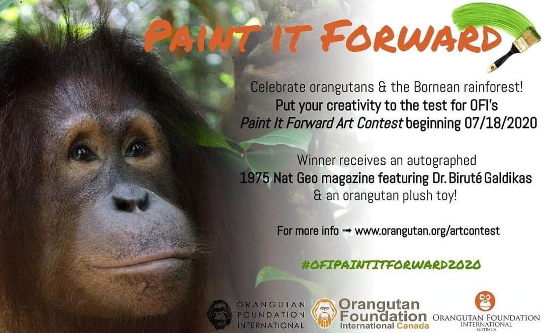 OFI Australiaさんのインスタグラム写真 - (OFI AustraliaInstagram)「🎉ENTER TO WIN🎉  🧡 Orangutan lovers! 🦧🧡🦧🧡 OFI is excited to announce our first ever 'Paint It Forward' Art Contest which starts on 18th July! so time to start getting creative!  Please enter an art piece in any medium expressing ...  🌳 🦧 🌿 Why you think it is important to protect the orangutans and the biodiversity of the Bornean rainforest? Why is conservation important to you? 🌳 🦧 🌱 GRAND PRIZE:  ▶️ A signed copy of original 1975 National Geographic Magazine featuring Dr. Biruté Mary Galdikas  ➡️ An orangutan plush toy. FOUR FINALIST PRIZES:  ➡️ A curated selection of palm-oil free personal care products  To enter, post a photo your art on Instagram and don't forget to tag us & use the hashtag #OFIPaintItForward2020  Competition closes on 31st July, 2020.  Winners announced on 8th August, 2020. To read the terms and conditions of this competition, visit https://orangutan.org/artcontest  _____________________________________ 🦧 OFIA Founder: Kobe Steele kobe@ofiaustralia.com  OFIA Patron: Dr Birute Galdikas @drbirute @orangutanfoundationintl @orangutan.canada www.orangutanfoundation.org.au 🦧 🧡 🦧  #ofipaintitforward2020」7月9日 9時08分 - ofi_australia