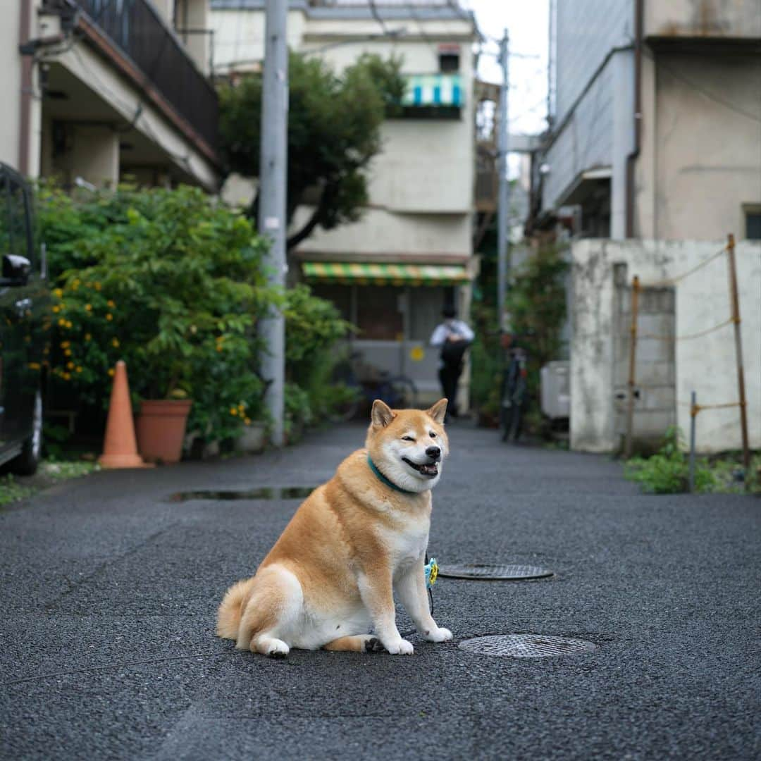 まる（まるたろう）さんのインスタグラム写真 - (まる（まるたろう）Instagram)「The morning after the rain feels good.✨🐶✨雨上がりの朝は気持ちいいね〜 #やまない雨はないからね #みんな頑張ろうね #今日も頑張ってきてね」7月9日 9時34分 - marutaro