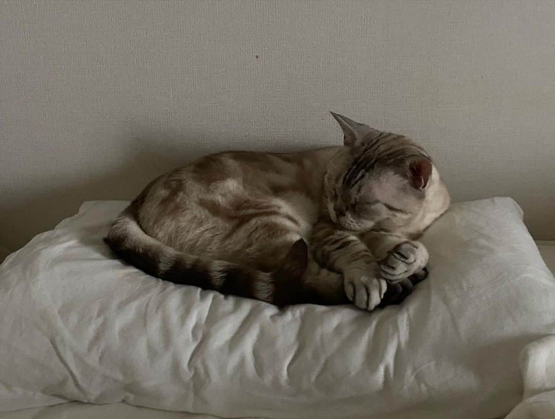 青山有紀さんのインスタグラム写真 - (青山有紀Instagram)「今朝6時の#ガル様　。 最近は同じ枕で寝てます。わたしは端っこ😹 #garu_cat」7月9日 9時42分 - yukiaoya