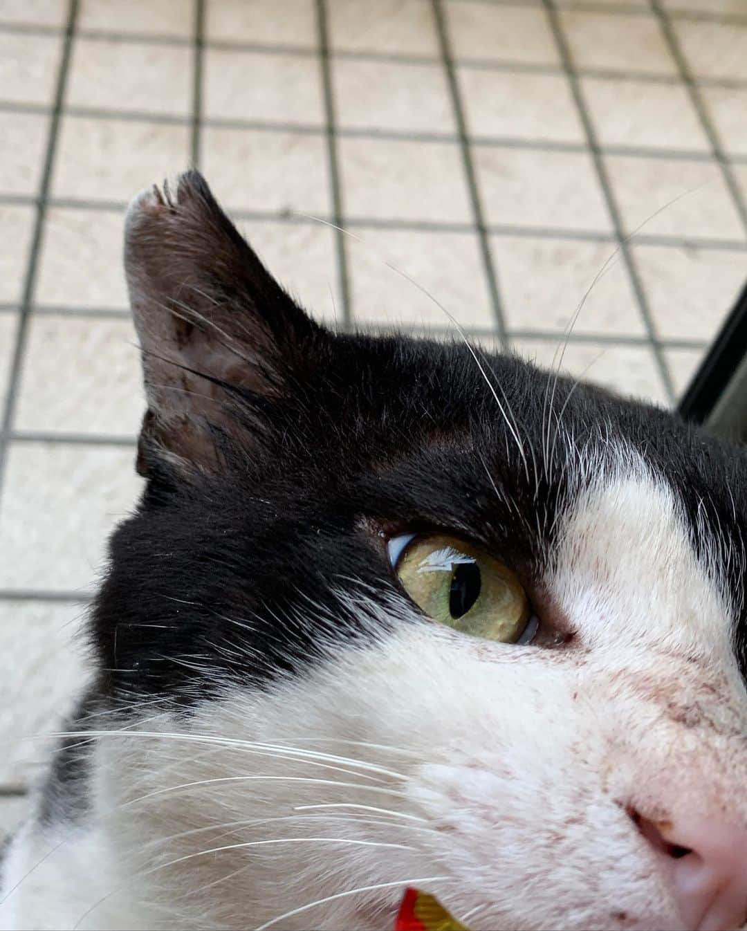 Kachimo Yoshimatsuさんのインスタグラム写真 - (Kachimo YoshimatsuInstagram)「おはようイカスミ！ どーれ、耳を見せてね。  うーむ、やっぱりビミョウ。  たまたまは、見せてくれず。  #うちの猫ら #ikasumi #猫 #ねこ #cat #ネコ #catstagram #ネコ部 http://kachimo.exblog.jp」7月9日 9時59分 - kachimo