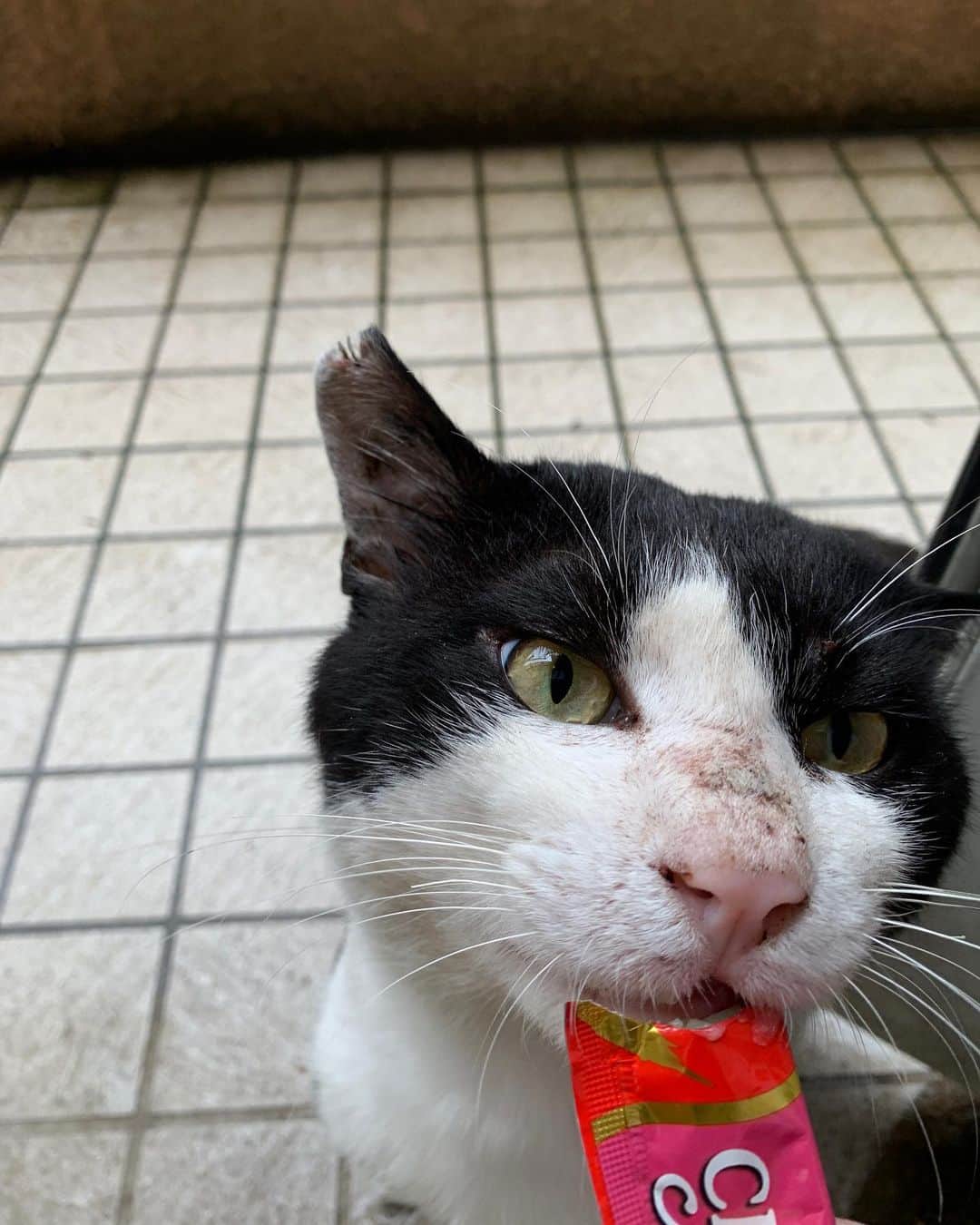 Kachimo Yoshimatsuさんのインスタグラム写真 - (Kachimo YoshimatsuInstagram)「おはようイカスミ！ どーれ、耳を見せてね。  うーむ、やっぱりビミョウ。  たまたまは、見せてくれず。  #うちの猫ら #ikasumi #猫 #ねこ #cat #ネコ #catstagram #ネコ部 http://kachimo.exblog.jp」7月9日 9時59分 - kachimo