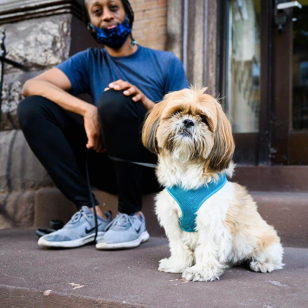 The Dogistさんのインスタグラム写真 - (The DogistInstagram)「Pepper, Shih Tzu (3 y/o), Hancock & Lewis Ave., Brooklyn, NY • “He’s a human in a dog’s body.”」7月9日 10時04分 - thedogist