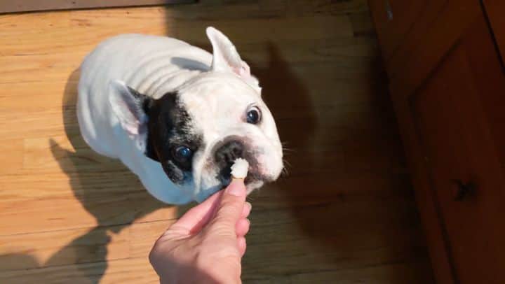 Manny The Frenchieのインスタグラム：「Who else has to give the sniff test to EVERYTHING before they eat it?!👃😂 I've incorporated CBD into my diet cuz let's face it, I'm not getting any younger and I gotta stay healthy!  @espnaturals」