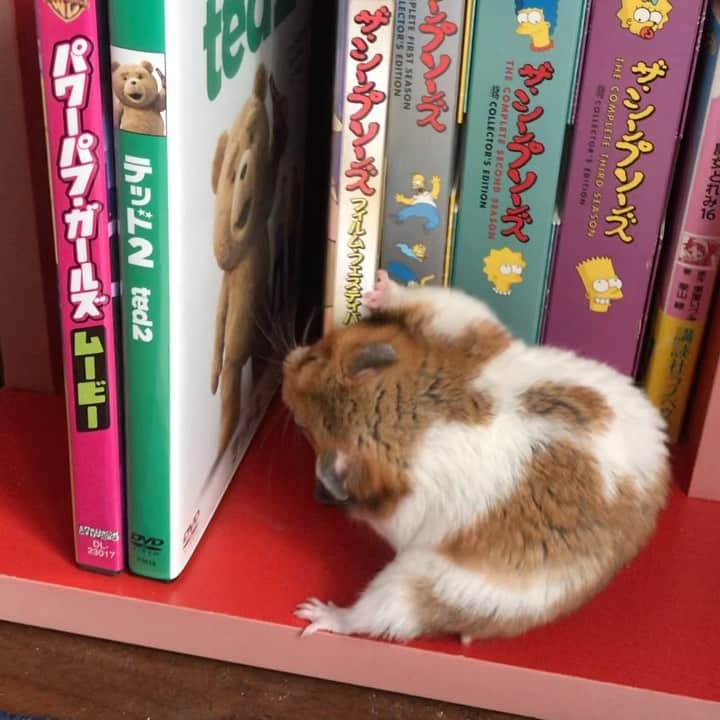 TsurutaHitomiのインスタグラム：「どすこい系ハムスター🐹DVD無傷ってのもすごいです、さすがです虎太郎さん」