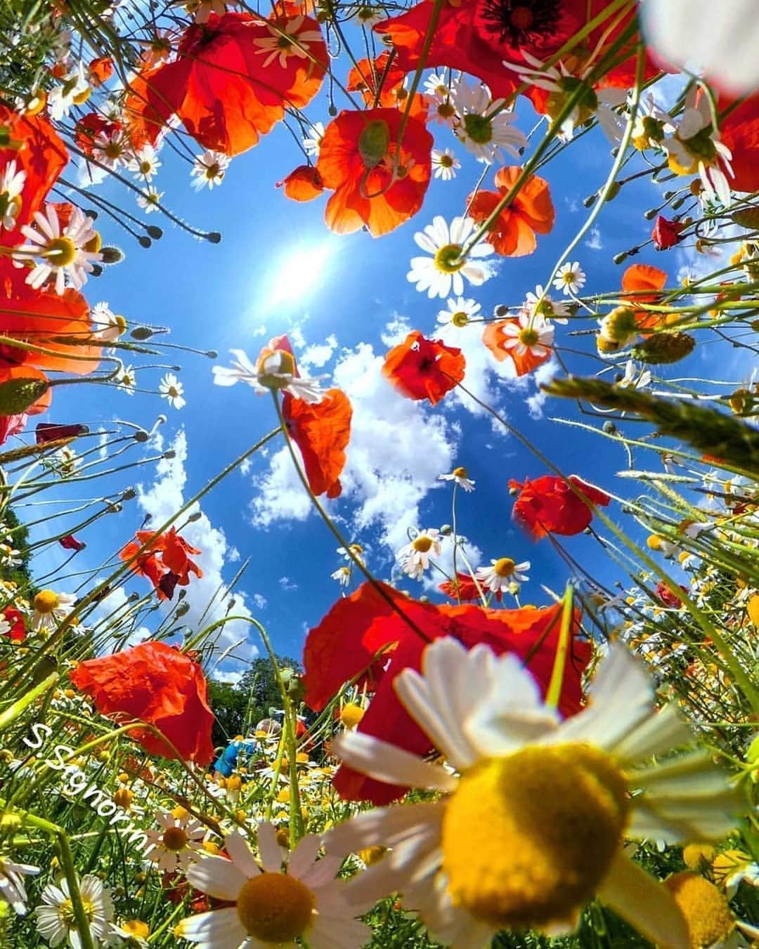 Official RICOH THETAさんのインスタグラム写真 - (Official RICOH THETAInstagram)「Happy Wednesday, everyone! Beautiful shot taken by @signorini.stefano 🌼🌸 . . #happyhumpday🐪🐫 #flowerpower #theta360 #lifein360 #bugseyeview」7月9日 10時39分 - theta360official