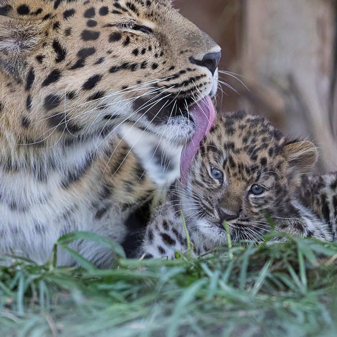 San Diego Zooさんのインスタグラム写真 - (San Diego ZooInstagram)「Over 10,000 votes are in and Satka's cubs have names! Say hi to Lev & Tuman. Lev means "as lion" and Tuman means "fog." This adorable duo can be seen with their mom in Africa Rocks.   The Amur leopard exists on the cusp of extinction--but there's hope. We're working with other zoos to develop a sustainable and genetically diverse population of #AmurLeopards that can contribute to new scientific knowledge and to the survival of the species in restored and protected native habitat. #SavingSpecies #SanDiegoZoo」7月24日 4時56分 - sandiegozoo