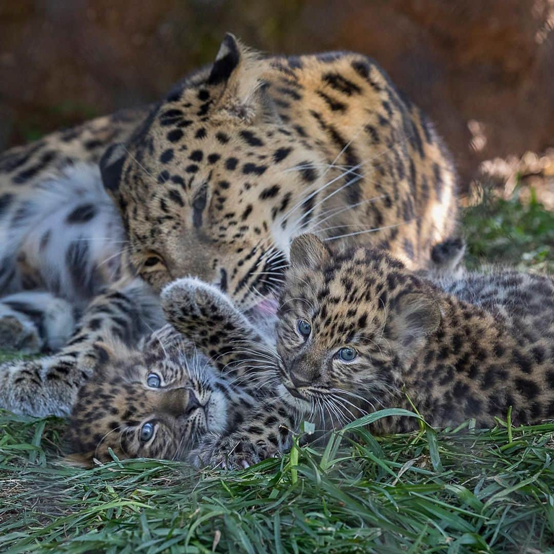 San Diego Zooさんのインスタグラム写真 - (San Diego ZooInstagram)「Over 10,000 votes are in and Satka's cubs have names! Say hi to Lev & Tuman. Lev means "as lion" and Tuman means "fog." This adorable duo can be seen with their mom in Africa Rocks.   The Amur leopard exists on the cusp of extinction--but there's hope. We're working with other zoos to develop a sustainable and genetically diverse population of #AmurLeopards that can contribute to new scientific knowledge and to the survival of the species in restored and protected native habitat. #SavingSpecies #SanDiegoZoo」7月24日 4時56分 - sandiegozoo