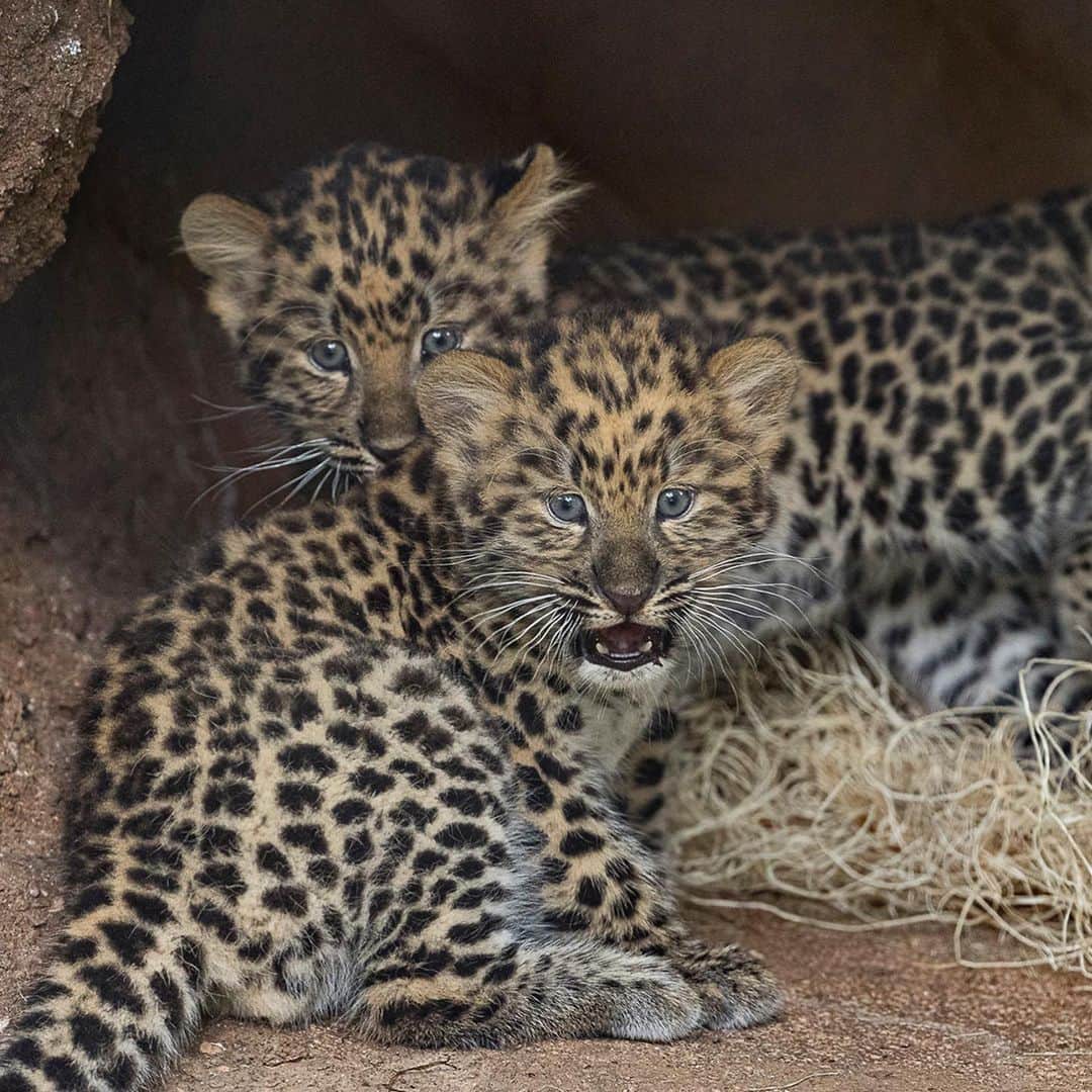 San Diego Zooさんのインスタグラム写真 - (San Diego ZooInstagram)「Over 10,000 votes are in and Satka's cubs have names! Say hi to Lev & Tuman. Lev means "as lion" and Tuman means "fog." This adorable duo can be seen with their mom in Africa Rocks.   The Amur leopard exists on the cusp of extinction--but there's hope. We're working with other zoos to develop a sustainable and genetically diverse population of #AmurLeopards that can contribute to new scientific knowledge and to the survival of the species in restored and protected native habitat. #SavingSpecies #SanDiegoZoo」7月24日 4時56分 - sandiegozoo