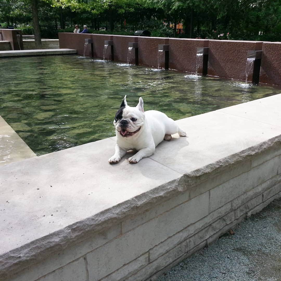 Manny The Frenchieさんのインスタグラム写真 - (Manny The FrenchieInstagram)「Enjoying some time outside...dare me to jump in?! 😜」7月24日 5時24分 - manny_the_frenchie