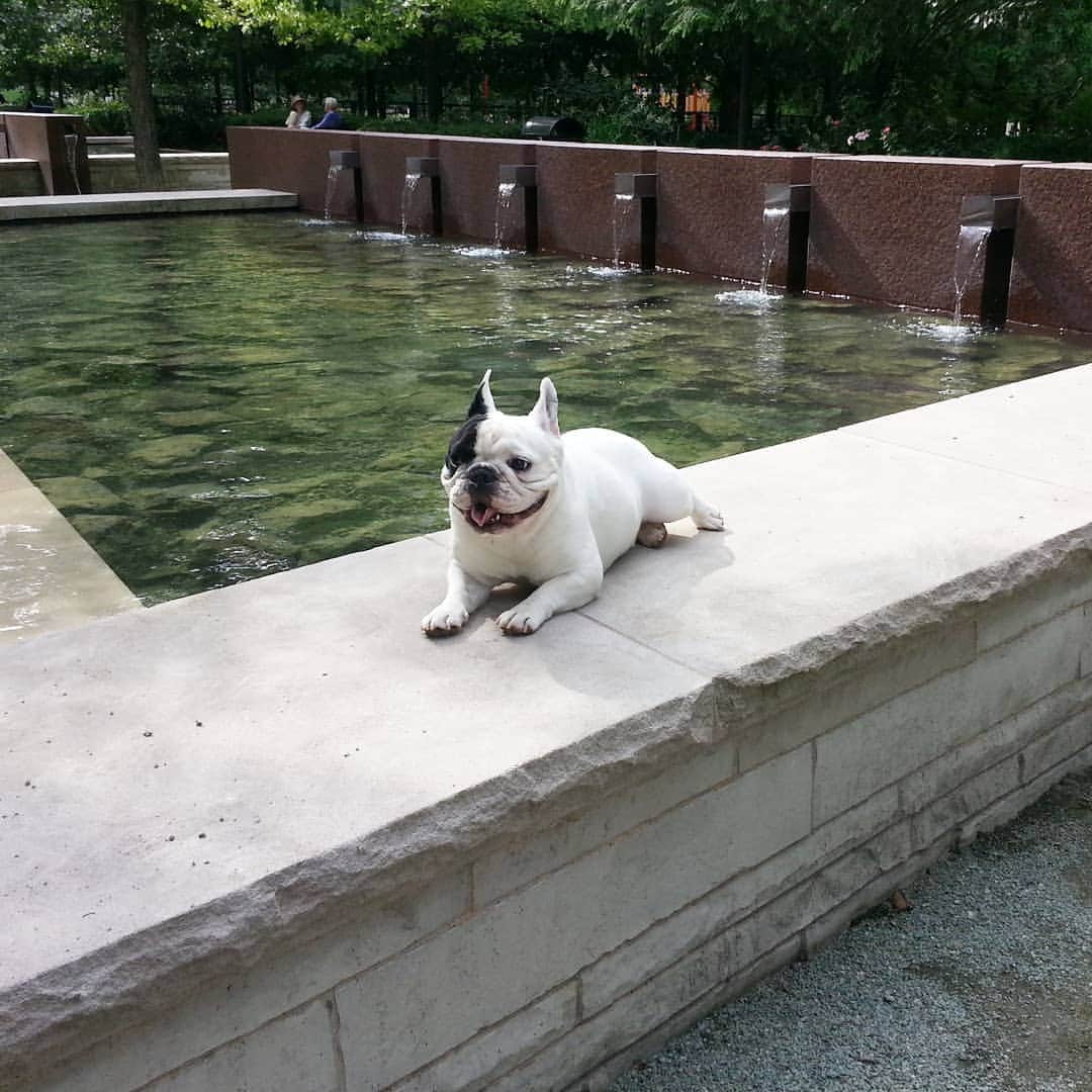 Manny The Frenchieのインスタグラム：「Enjoying some time outside...dare me to jump in?! 😜」