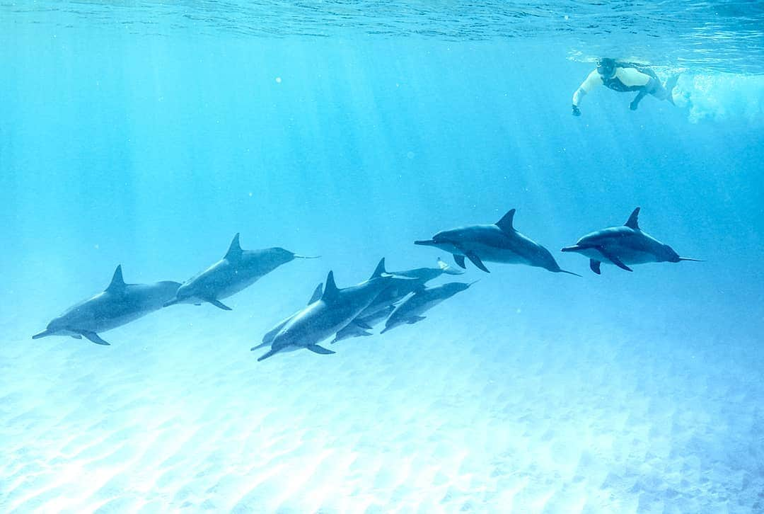 And Youさんのインスタグラム写真 - (And YouInstagram)「Dear Ocean,  Thank you for making us feel tiny, humble, inspired and salty... all at once. 🌊. ​. ​. ​. ​. ​. ​#oceanquotes #ocean #blues #sea #oahu #hawaii #dolphins #inspired」7月24日 5時54分 - dolphinsandyou