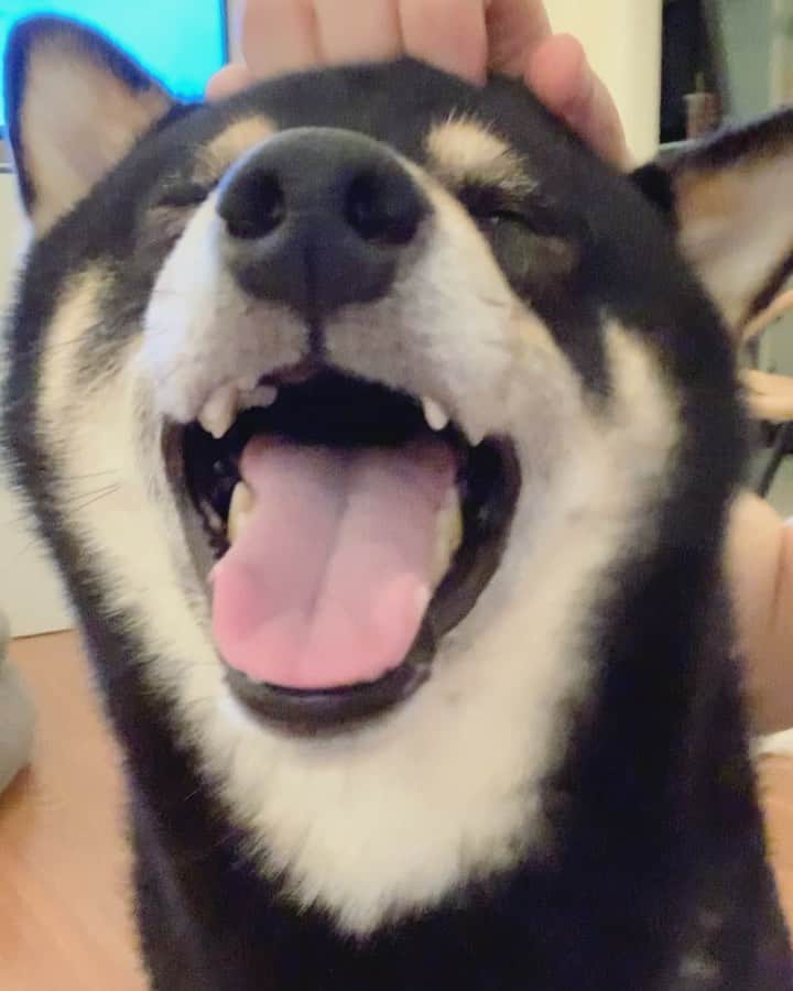 ?Fricko the Shiba Inu?のインスタグラム：「Favorite head massage 🥳😆 🐾 🐾 #Keaton #🐶 #shiba #shibainu #dog #柴犬 #黒柴 #子犬 #shibalovers #shibaholics #dogoftheday #dogslife #weeklyfluff  #dogstagram  #dogscorner #shibapuppy #puppiesofinstagram」