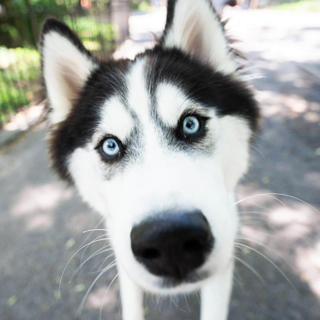 The Dogistさんのインスタグラム写真 - (The DogistInstagram)「Sunny, Pomsky (10 m/o), Tompkins Square Park, New York, NY • “He chewed a pair of $300 sneakers – my Yeezys. I love him but I wanted to choke him.”」7月24日 6時18分 - thedogist