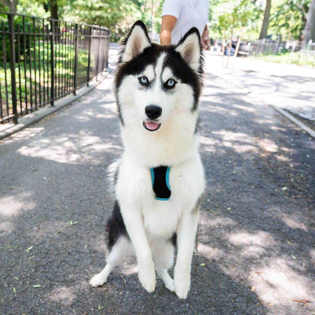 The Dogistさんのインスタグラム写真 - (The DogistInstagram)「Sunny, Pomsky (10 m/o), Tompkins Square Park, New York, NY • “He chewed a pair of $300 sneakers – my Yeezys. I love him but I wanted to choke him.”」7月24日 6時18分 - thedogist