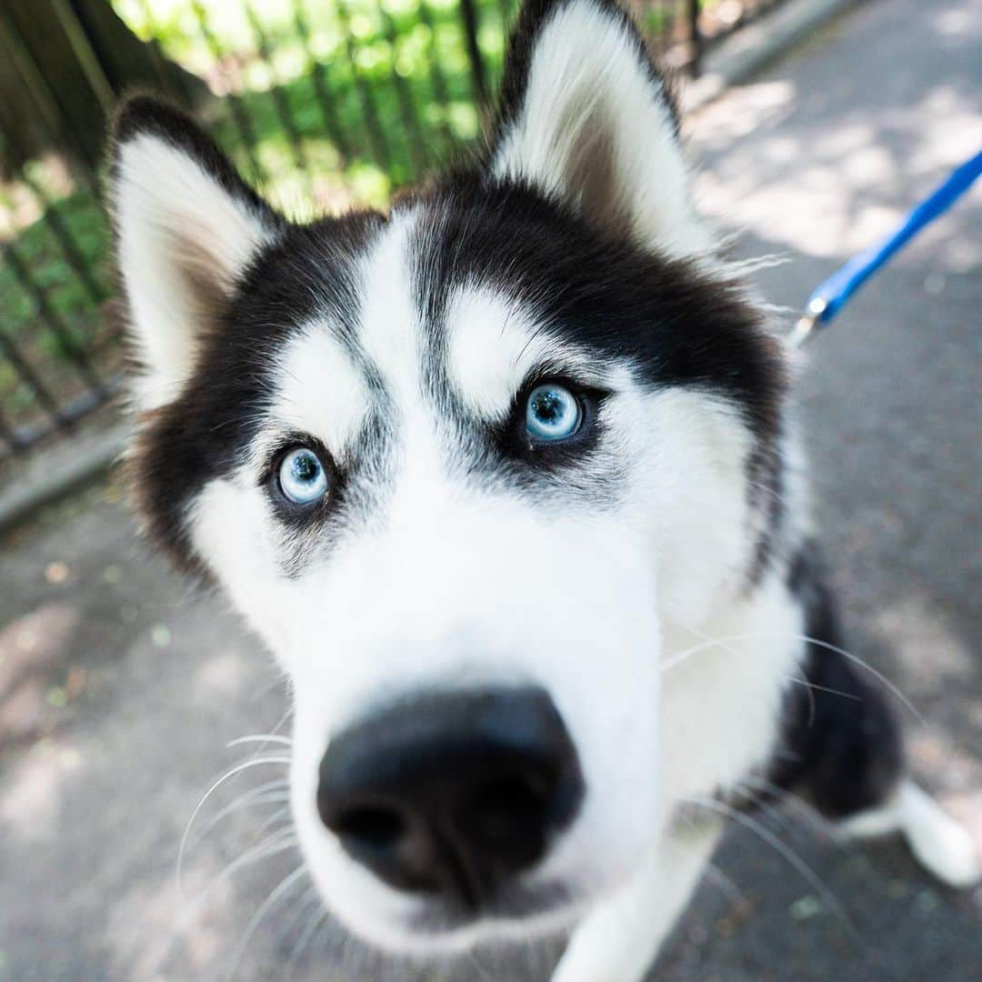 The Dogistさんのインスタグラム写真 - (The DogistInstagram)「Sunny, Pomsky (10 m/o), Tompkins Square Park, New York, NY • “He chewed a pair of $300 sneakers – my Yeezys. I love him but I wanted to choke him.”」7月24日 6時18分 - thedogist