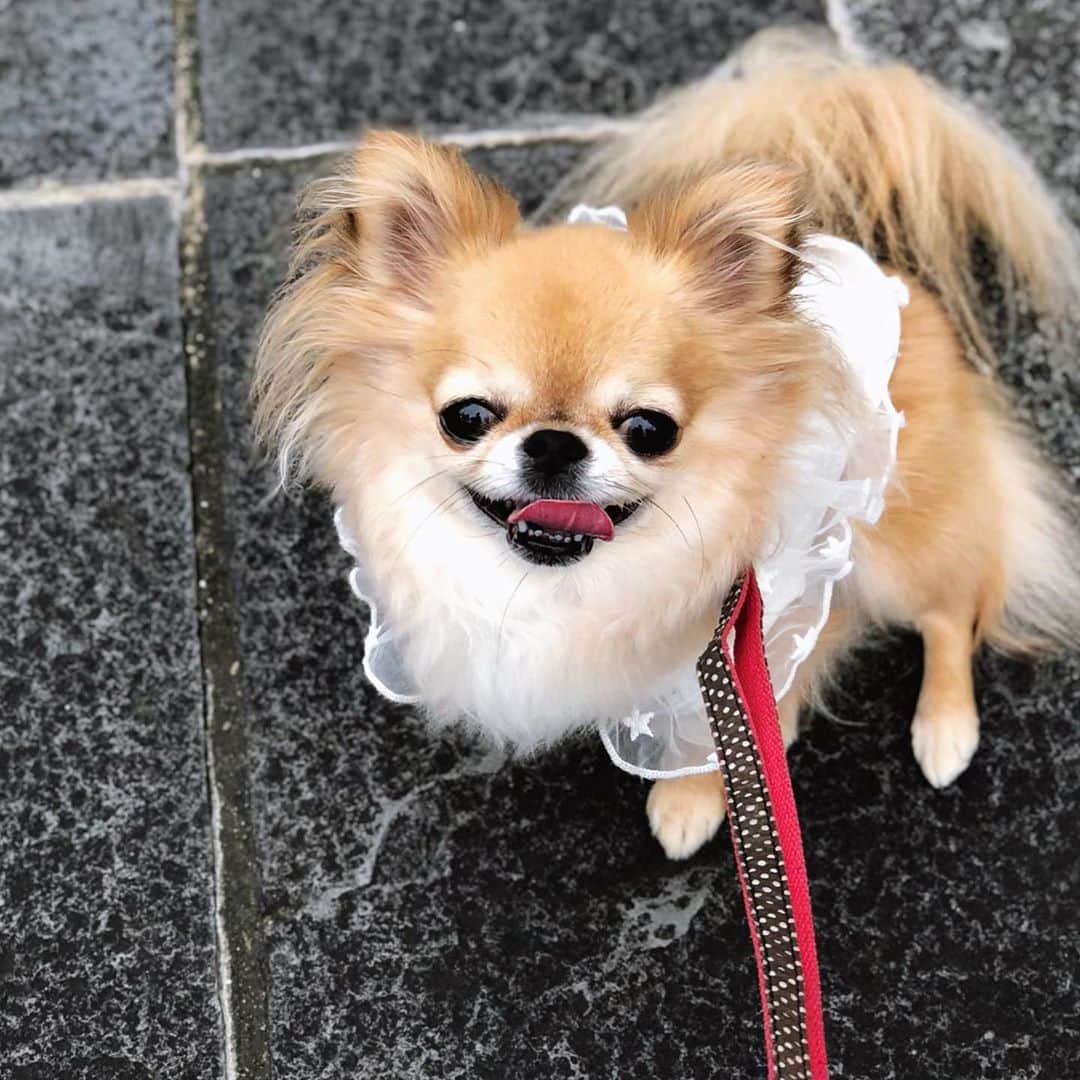 kaori sugiyamaさんのインスタグラム写真 - (kaori sugiyamaInstagram)「* * 😃😄😆🌈✨ * * * #チワワ #chihuahua #chihuahualove #ロングコートチワワ #ロンチー #チワワ部 #愛犬 #お散歩 #犬のいる暮らし #チワワのいる暮らし」7月23日 21時22分 - kaoriiin12