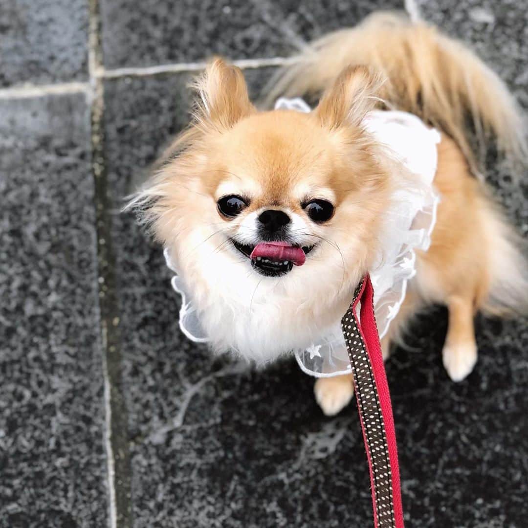 kaori sugiyamaさんのインスタグラム写真 - (kaori sugiyamaInstagram)「* * 😃😄😆🌈✨ * * * #チワワ #chihuahua #chihuahualove #ロングコートチワワ #ロンチー #チワワ部 #愛犬 #お散歩 #犬のいる暮らし #チワワのいる暮らし」7月23日 21時22分 - kaoriiin12