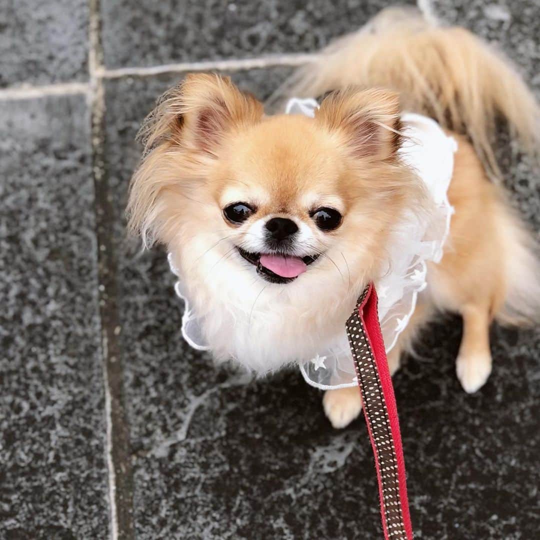 のインスタグラム：「* * 😃😄😆🌈✨ * * * #チワワ #chihuahua #chihuahualove #ロングコートチワワ #ロンチー #チワワ部 #愛犬 #お散歩 #犬のいる暮らし #チワワのいる暮らし」