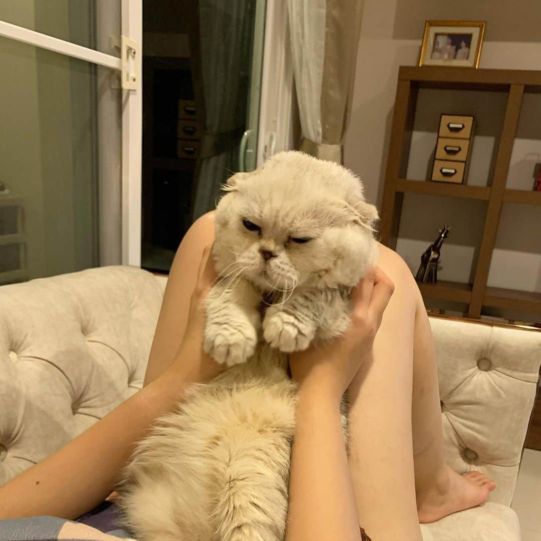 Haruさんのインスタグラム写真 - (HaruInstagram)「Unhappy fat cat #haruthecat #พี่รุจอมเหวี่ยง #ไม่พอใจไหนบอก」7月23日 21時25分 - haru_thecat
