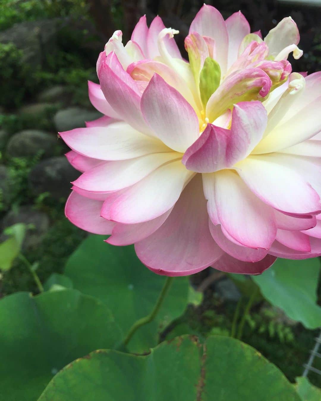 中野みやびのインスタグラム：「うちの蓮咲いた  #蓮 #はす #綺麗 #pink #ピンク #flowers #花 #beauty #開花 #yellow #white #夏 #季節 #和 #summer #water #紅蓮華 #wawawa #みやび」