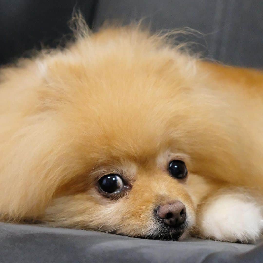 Hanaさんのインスタグラム写真 - (HanaInstagram)「可愛いなぁ〜👀💕 * 当たり前よ🐶 * * ブログ更新しました♪ http://kedamakyoudai.blog.jp/ #Pomeranian#pom#pompom#pomstagram#pets#dogs#doglover#dogsofinstagram#dogstagram#Japan#Kawaii#fluffydog#ポメラニアン#犬#いぬら部#pecoいぬ部#포메라니안#もふもふ#ふわもこ部#cute#cutedog#funny#funnydog#いぬのきもち#犬と猫#ライブドアインスタブロガー」7月23日 22時00分 - mofu2family