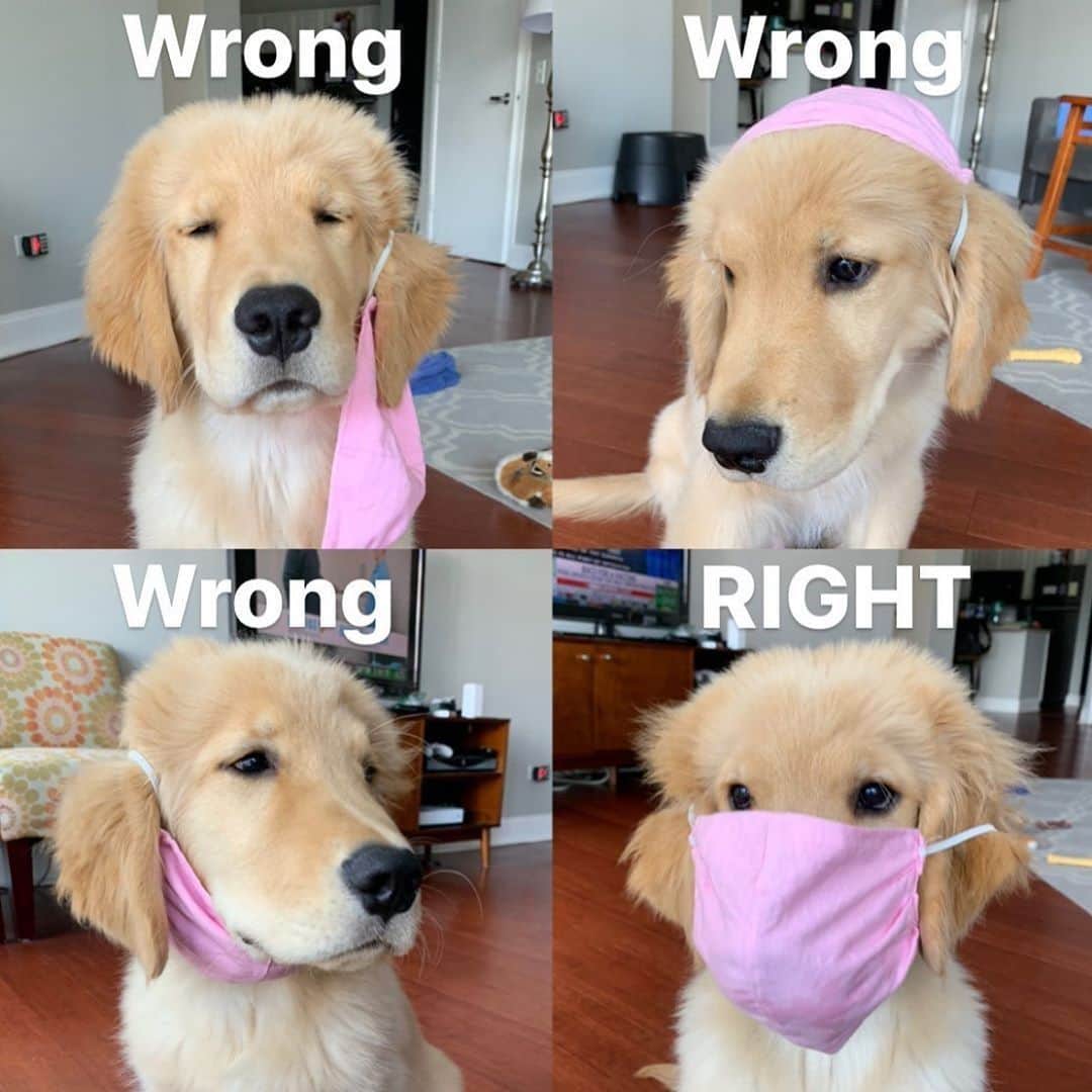 9GAGさんのインスタグラム写真 - (9GAGInstagram)「cover your snout⠀ 📹@thegolden.archie」7月23日 22時00分 - 9gag