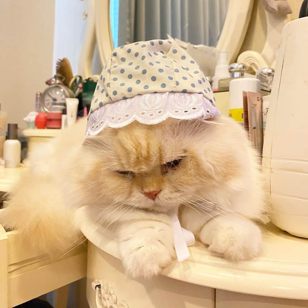 のインスタグラム：「Lady Harper 🎀 #gentleharper #ตุ๊ดเด็ก」