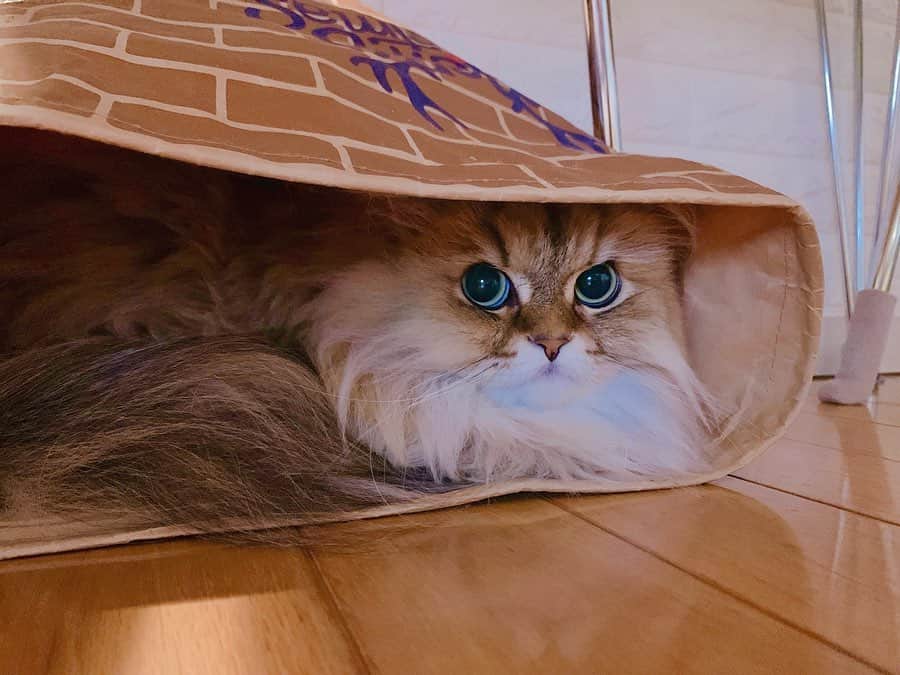 にこのインスタグラム