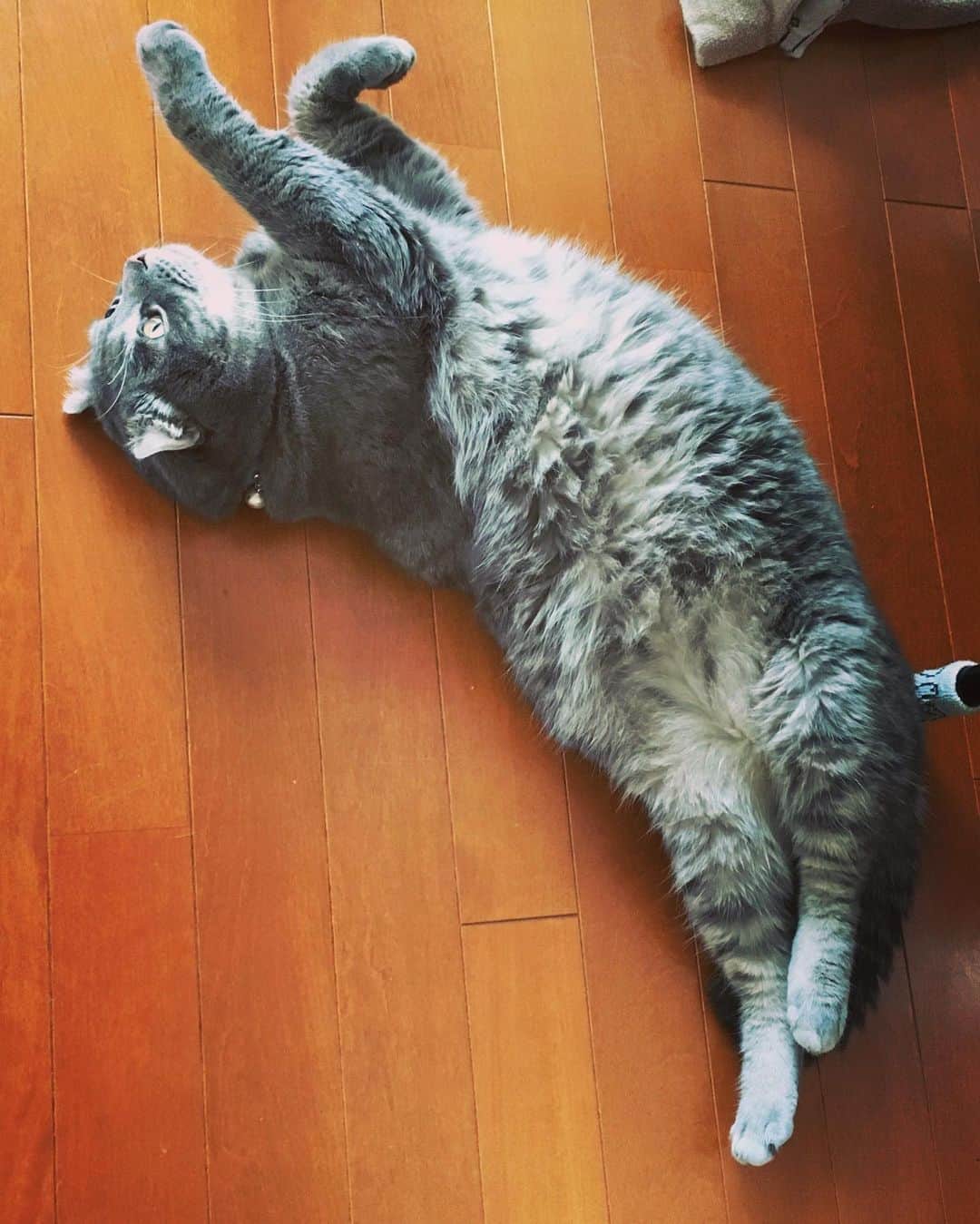のインスタグラム：「うちの天使ちゃん♡ いつも癒しをありがとね♡  #猫 #愛猫 #動物大好き #猫のいる暮らし  #アメリカンカール」