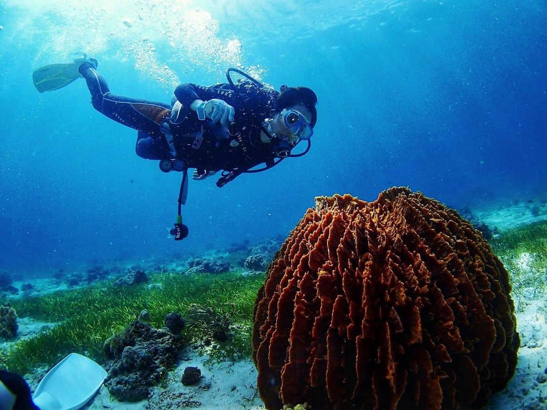 矢原里夏さんのインスタグラム写真 - (矢原里夏Instagram)「Marine Day in Japan🐠 ダイビングのレスキューライセンスを所持している私ですが、実はここ数年ダイビング出来ていません😱  というのも、去年、好酸球という白血球の一種に関する病気がわかって、国の難病指定を受けて手術してダイビング出来てませんでした。今、経過順調なので、今年こそ…って思ってたんだけどな。。🙄  次に潜りたいなぁと思ってるのは東洋のガラパゴス・小笠原諸島！！エクアドルにある本物のガラパゴスは1人旅でむかし行ったので、今度は近場のガラパゴス行きたいです😂  #scubadiving #ダイビング #夏休み #どこ行こう #どこ行ける？#セブ島」7月23日 22時46分 - rika_yahara