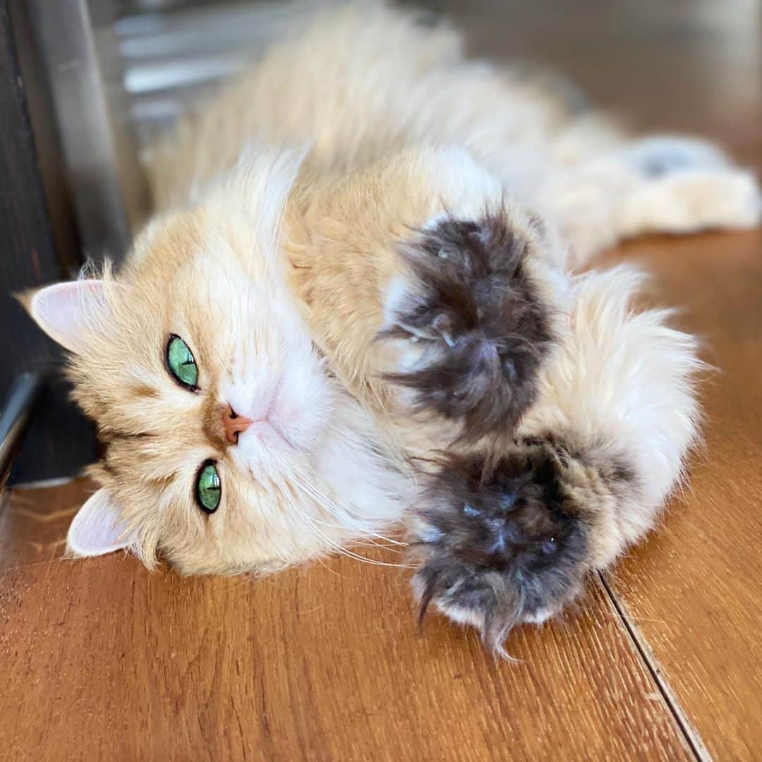 Smoothieのインスタグラム：「Give me ten.」