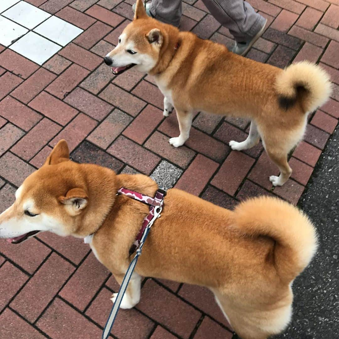 高橋みゆきさんのインスタグラム写真 - (高橋みゆきInstagram)「コロナ太りのクラ吉君🐶 心ノ祐が階段でクラ吉は先にエレベーターで上がって待ってます😅w これ以上太ると彼女に振られちゃうよ🐷💔 #登ってきた心ノ祐がクラ吉を見つけた時の嬉しそうな顔💕 #クラ吉はただただ見てる」7月23日 22時56分 - shin_miyukichi