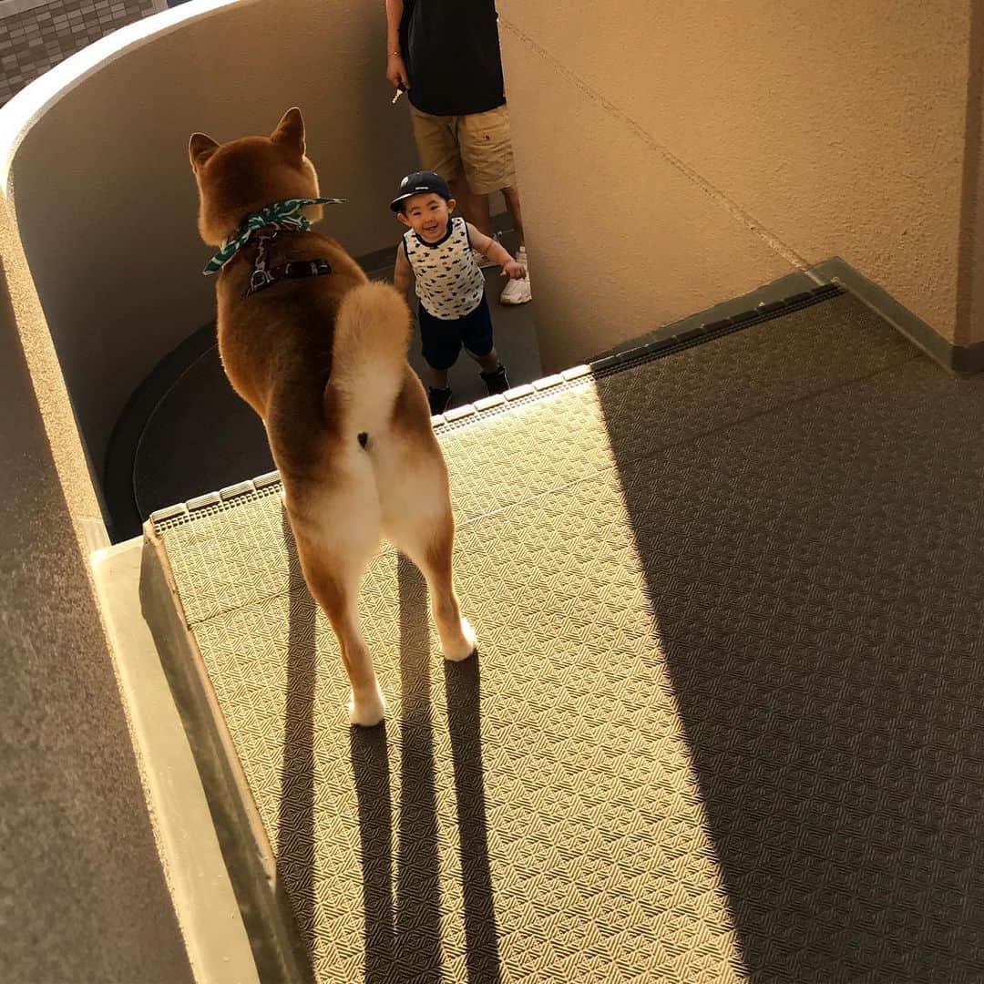 高橋みゆきのインスタグラム：「コロナ太りのクラ吉君🐶 心ノ祐が階段でクラ吉は先にエレベーターで上がって待ってます😅w これ以上太ると彼女に振られちゃうよ🐷💔 #登ってきた心ノ祐がクラ吉を見つけた時の嬉しそうな顔💕 #クラ吉はただただ見てる」