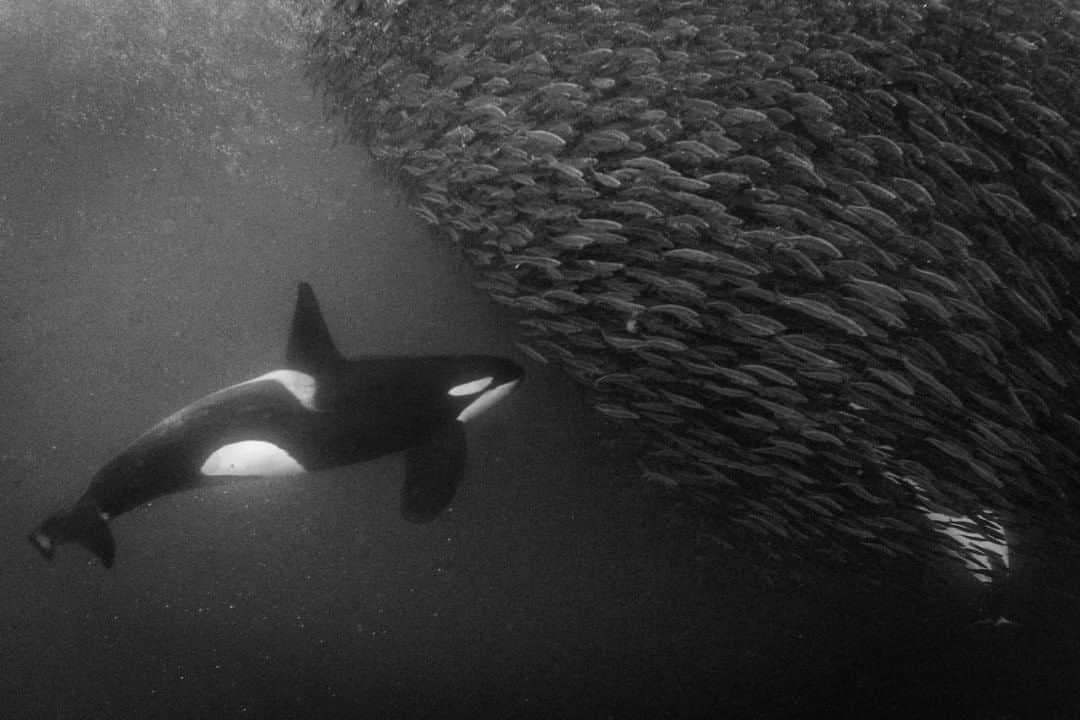 のインスタグラム：「Photo by Cristina Mittermeier @Mitty  From the surface, we watched fins darting back and forth in the churning waters in what appeared to be utter chaos, but the minute we slipped down into the chilling depths off Norway’s northern fjords, an incredible choreography unfolded before us. One orca drew close to the herring and spurred the rising column of fish into a panic. Another dove to the left, drawing the column higher still, and a third loomed beneath. They worked swiftly and chatted to one another in their special dialect, anticipating the movements of their prey and reacting accordingly. I kept a careful distance, with my camera held steady as I treaded water and watched in amazement. Orcas possess a formidable intelligence and work seamlessly as one unit to corner the fish against the surface, where their family members can feast. I was thrilled to witness this event and capture the moment on camera. Follow me @Mitty to learn more about my work as a conservation photographer with my incredible team @SeaLegacy and partner @PaulNicklen.」