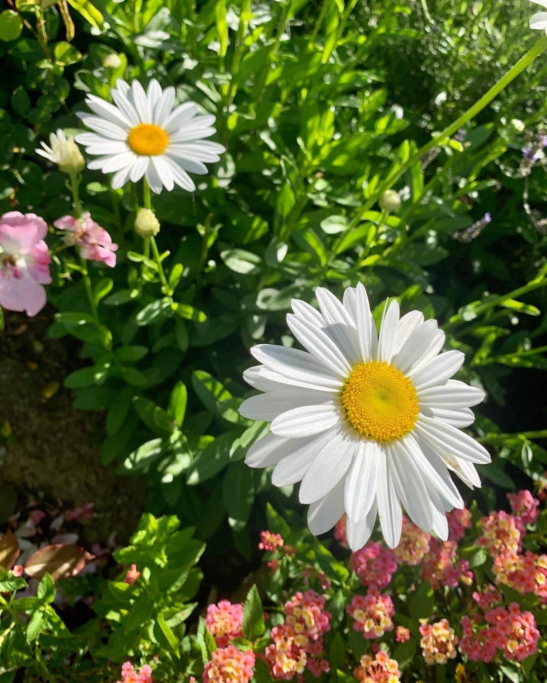 ミランダ・カーさんのインスタグラム写真 - (ミランダ・カーInstagram)「Good morning sunshine. Thank you for making me smile 🌼💖🦋」7月23日 23時57分 - mirandakerr