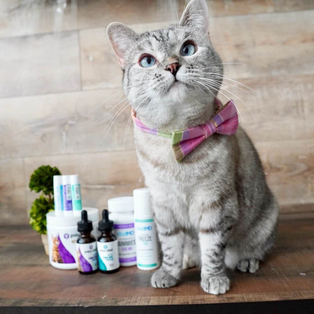 nala_catさんのインスタグラム写真 - (nala_catInstagram)「CLOSED 🎁 The winner has been notified via DM :) GIVEAWAY TIME! 🎊July is national hemp month and it’s my bday month too! To celebrate 🎉 We are going to give the winner $200 worth of @cbdmd.usa and @pawcbd products! 😍  📝 HOW TO ENTER: 1. Like this post 2. Follow @nala_cat & @pawcbd  3. Tag a friend (1 tag = 1 entry) Unlimited entries (must be on a separate comment) ________________________________________ 🏁 Contest entries allowed from 07/23/2020 to 07/29/2020 11:59pm PDT . ⏰ Winner will be announced on July 30th! 🙌 Winner will be chosen at random. We will reach out via DM. This giveaway is not associated with instagram. #pawcbd #giveaway #cbd」7月24日 0時06分 - nala_cat