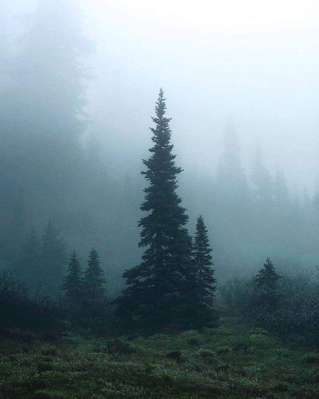 Discover Earthさんのインスタグラム写真 - (Discover EarthInstagram)「Who wants to come and meet the inhabitants of this foggy forest ? 🇺🇸 #discoverUSA with @shreddin_kevin  #forest #deer #foggy」7月24日 0時01分 - discoverearth