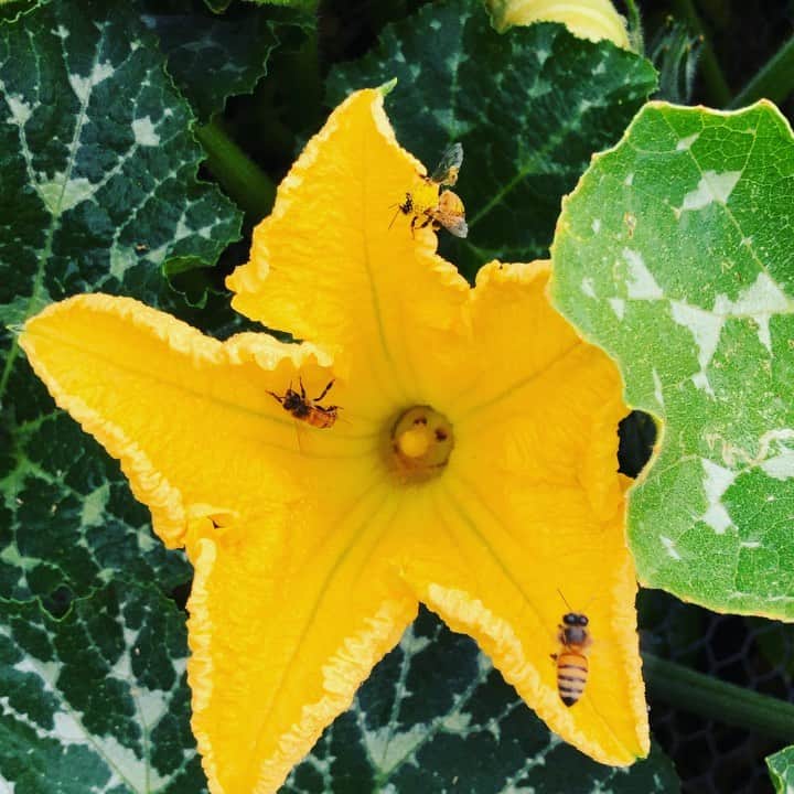 ケリスのインスタグラム：「Buenos dias from BOUNTY FARMS @bountyandfull Bees love these pumpkin blossoms」