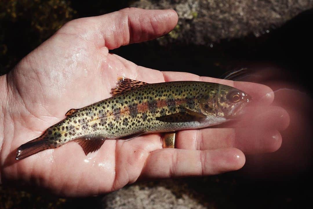 のインスタグラム：「#onelife #fishitwell」