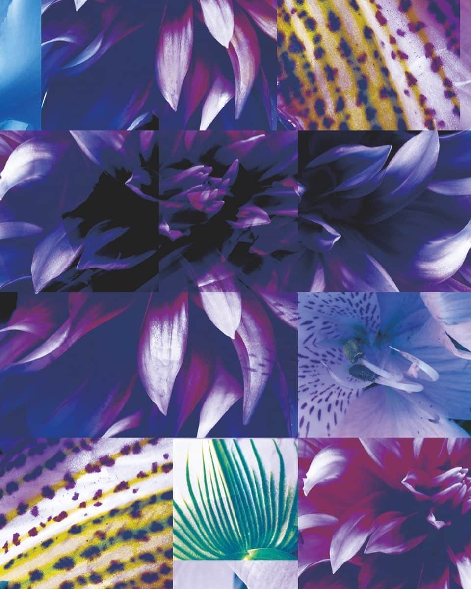 planticaさんのインスタグラム写真 - (planticaInstagram)「Floral Pattern Collection by plantica / プランティカ花柄図案集  _ *_ *_ *_ *_ *_ *_ *_ *_ *_ *_ *_ *_ *_ *_ *_ *_ *_ *_ *_ *_ *_   "Deeper”  Purple Fluorite / 蛍光   _ *_ *_ *_ *_ *_ *_ *_ *_ *_ *_ *_ *_ *_ *_ *_ *_ *_ *_ *_ *_ *_  #flowerpattern #花柄 #図案  #textiledesign #テキスタイルデザイン  #plantica #プランティカ」7月24日 1時42分 - plantica_jp
