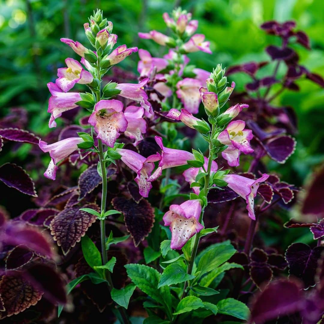 ニューヨーク植物園さんのインスタグラム写真 - (ニューヨーク植物園Instagram)「Are you a budding botanist, or simply looking to brush up on your botanical knowledge? . Get to the root of things with our upcoming online Plant Structure course, kicking off August 3. You'll learn the basics of what composes the body of a plant, from the components of the cell to the roots, stems, leaves, flowers, and fruits, including instruction in chemistry for a deeper understanding of the botanical world. Hit the link in our bio to register. . #Digitalis x valinii 'Berry Canary' #NYBGAdultEd #plantlove #nybgathome」7月24日 2時26分 - nybg