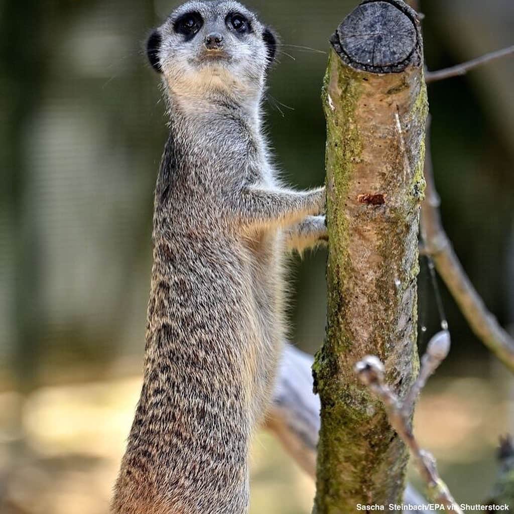 ABC Newsさんのインスタグラム写真 - (ABC NewsInstagram)「A newborn meerkat at the Cologne Zoo in Germany couldn't take its eyes off its new surroundings.」7月24日 2時35分 - abcnews