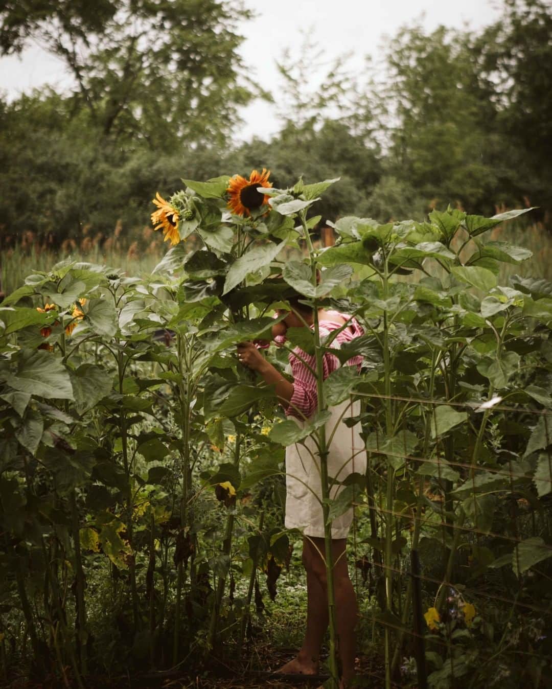 フランク&アイリーンさんのインスタグラム写真 - (フランク&アイリーンInstagram)「Summer sunflowers with Ana Hito #FrankandEileen」7月24日 4時02分 - frankandeileen