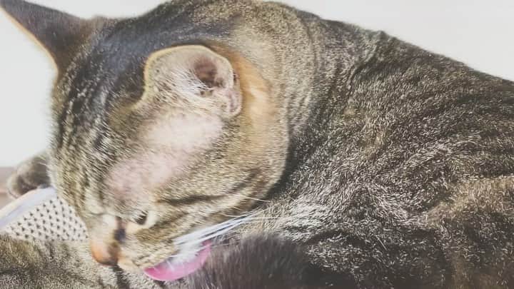 のインスタグラム：「飼い主からの突発的な猛烈スリスリを受けたので、匂い消しをしている所です。」