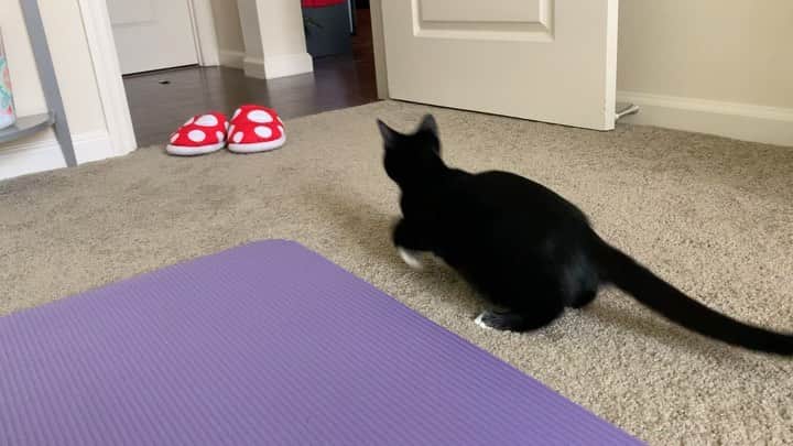 のインスタグラム：「Crazy kitty 🙄 #kitten #catlife #crazy #猫のいる暮らし」