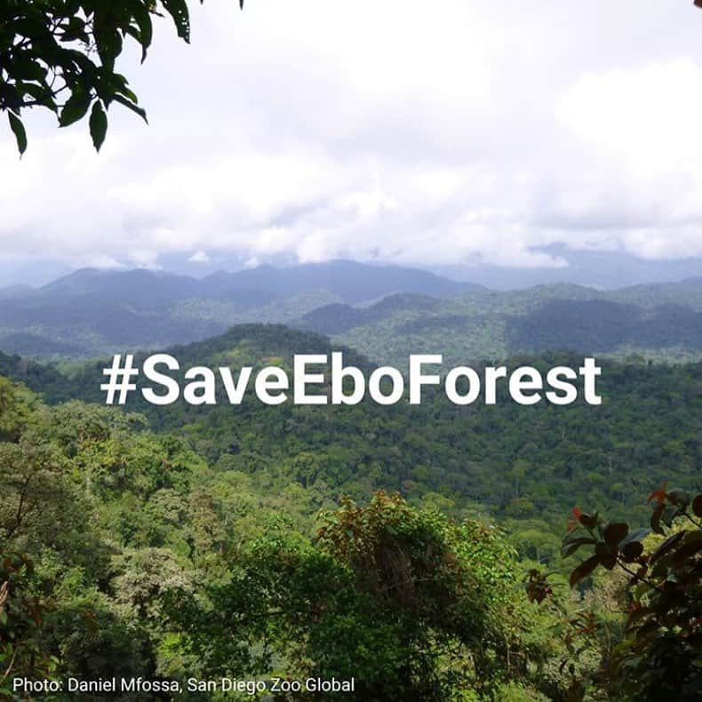 レオナルド・ディカプリオさんのインスタグラム写真 - (レオナルド・ディカプリオInstagram)「Please help #SaveEboForest. #Repost @global_wildlife_conservation: President Paul Biya @PresidentPaulBiya of Cameroon: Please help #SaveEboForest by reconsidering your Government’s decree to move forward with plans to log the magnificent Ebo Forest.  This would destroy the home of the world's only Chimpanzees that both forage for termites using stick tools and crack nuts using stone and wood tools, along with a small population of gorillas that may be a new subspecies, and one of only two remaining populations of Preuss's Red Colobus, a Critically Endangered monkey. Ebo Forest also makes up one half of a Key Biodiversity Area, making it a site of global importance to the planet's overall health and the persistence of biodiversity.  Protecting Ebo Forest, on the other hand, would not only protect these species and improve the health of our planet as a whole, but could help generate significant revenue for the country from sustainable land use like marketing carbon stocks or conservation concessions.」7月24日 4時41分 - leonardodicaprio