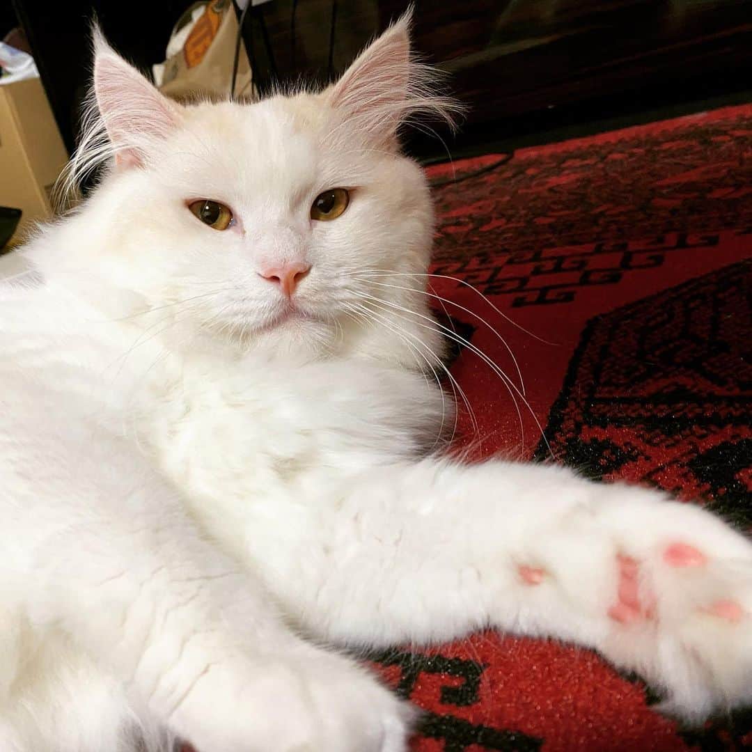 のインスタグラム：「顔の毛がポワポワ過ぎてデブ猫に見える😎  お風呂動画撮ろう」