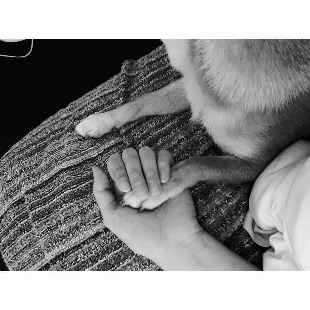 VANRIのインスタグラム：「* 横になってると 手の上にふわふわおててが。 思わずぎゅっと握っちゃうよね〜 #元気がないと思って #元気付けてくれたのかな #ただただ睡魔と戦ってたのよ #愛しの我が子  #豆柴 #柴犬 #日本犬 #しばすたぐらむ」