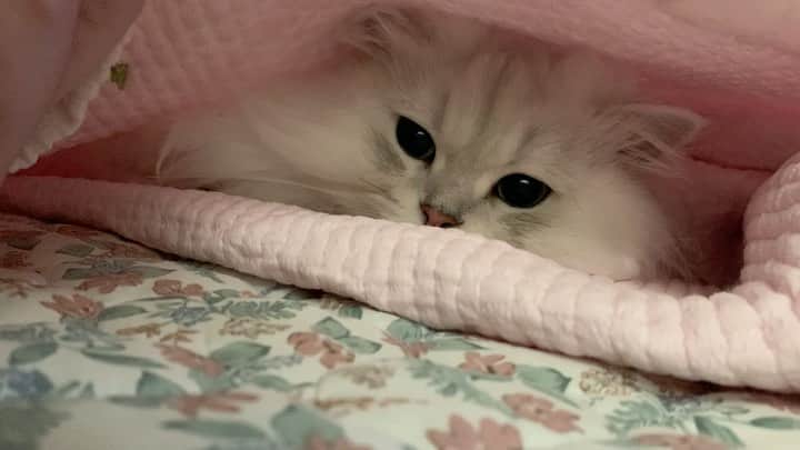 후추네큰언니のインスタグラム：「💕 . . . . . #후추  #고양이  #냥스타그램 #캣스타그램  #Hoochu #Hoochuthecat #cat #cats #catstagram #catsofinstagram #topcatphoto #bestmeow #ilovecat #cute #fluffy #petstagram #instacats」